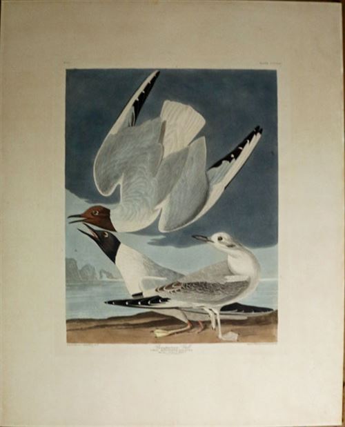 Audubon Bonapartian Gull, Plate CCCXXIV