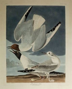 Audubon Bonapartian Gull, Plate CCCXXIV